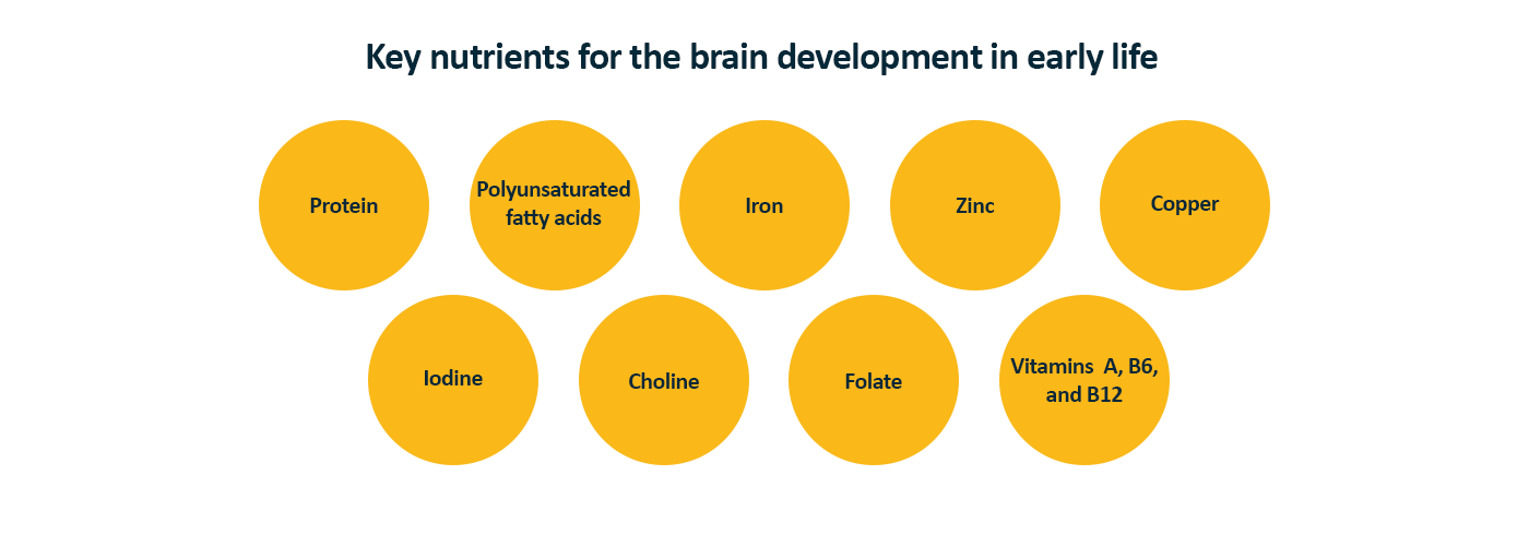 importance-of-nutrition-for-developing-brain-how-does-nutrition-affect